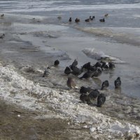 Голуби тоже смывали грехи в крещенской водице! ) :: Тамара Бедай 