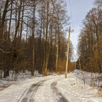 Прогулка по зимней дороге :: оксана 