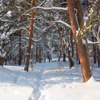 Зимний пейзаж с соснами :: Александр Синдерёв