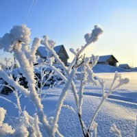 Зимние цветы...Садовник их – зима седая. :: ЛЮДМИЛА 