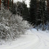 Катыньский лес. :: Милешкин Владимир Алексеевич 