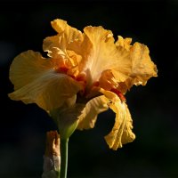 iris :: Zinovi Seniak