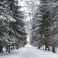 Зима в Сестрорецке :: Маера Урусова