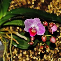 Самый первый цветочек моей многострадальной орхидеи! :: Восковых Анна Васильевна 