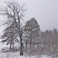 Лес прибрежный у Волги нашей... :: Raduzka (Надежда Веркина)