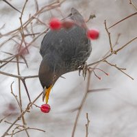 Черный дрозд на боярышнике :: Анна Иларионова