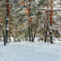 и лес зимой.. :: Юрий Стародубцев