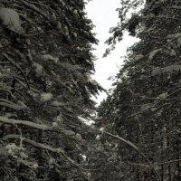 зимний лес :: Михаил Никольский