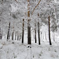 Заснеженный лес :: Вадим Басов