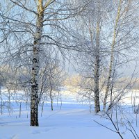 Столько снегу намело, что не верится! :: Татьяна Лютаева