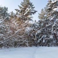 Зима в парке :: Александр Синдерёв