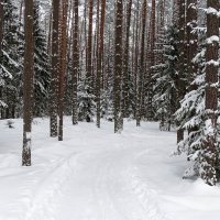 В хвойном лесу январь (из поездок по области). :: Милешкин Владимир Алексеевич 