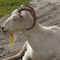 Медитация белой козы :: Наталия Григорьева