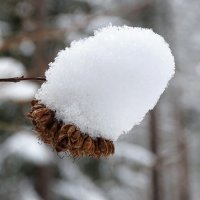 Картинка января. :: Милешкин Владимир Алексеевич 