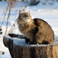 Загляделась. :: Восковых Анна Васильевна 