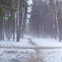 лесной туман :: Владимир 