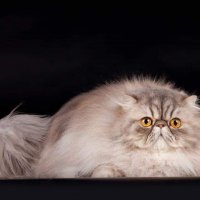 Персидская кошка :: Алёна М