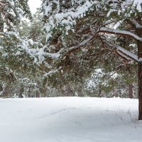 Зимний день :: Александр Синдерёв