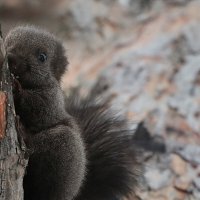 Махонький испугался камеры :: Овсечук Мария 