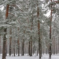 В зимнем лесу :: Liliya Kharlamova