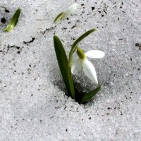 Вспоминая весну...Подснежник, .рожденный из снега :: ГЕНРИХ 