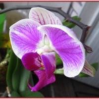 Орхидея :: Тарасова Вера 