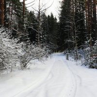 В зимнем лесу. :: Милешкин Владимир Алексеевич 