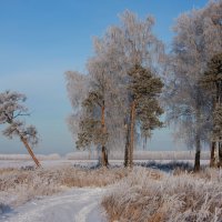 Зимний  пейзаж :: Нэля Лысенко