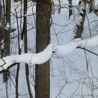 Снежная зима в парке Горького :: Наиля 