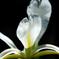 Iris sibirica Ирис сибирский :: wea *