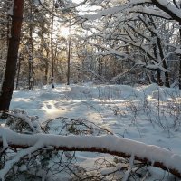 В Загородном парке... :: Владимир Шошин