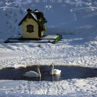 Лебеди на зимнем пруду украсили собой они суровость зимней красоты! :: Нина Андронова