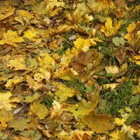 Осенние листья :: esadesign Егерев