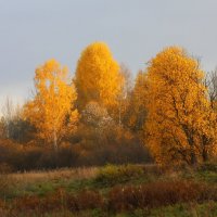 Золотая осень :: Денис Матвеев
