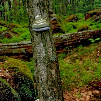 в лесу :: Сергей Глотов