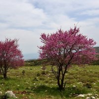 14.04.12 Весна в Галилее, склоны горы Мирон. :: Борис Ржевский