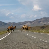 Участники дорожного движения. :: Анна 