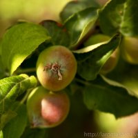 Молодые яблоки :: Лариса Макарова