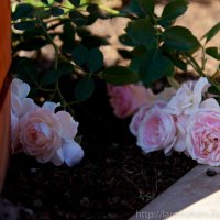 Усталые розы :: Лариса Макарова