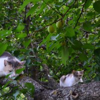 кошки на дереве :: Лилия 