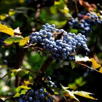 Blue berries :: Светлана Кошеленко