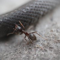 Змей и муравей :: Артур Моргун