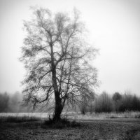 Дерево. :: Валерий Молоток