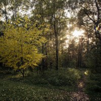 осень в жулебинском лесу... :: Наталия Дурандина