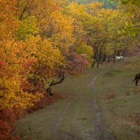 осень :: Кирилл 