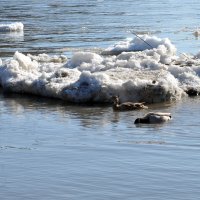 Пришла весна в наши края :: Антон 