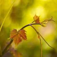 о виноградных листьях... :: Jurijs Suhodolskis