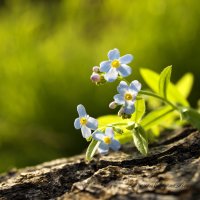 Незабудки. :: Лазарева Оксана