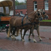 Лошадки с острова Borkum :: Алёна Михеева