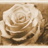 одинокая роза :: Оксана Безель